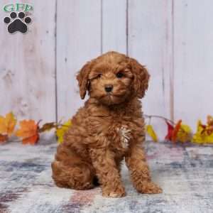 Indra, Mini Goldendoodle Puppy